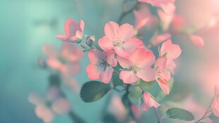 唯美花卉开花春天春景