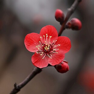 红色一枝梅