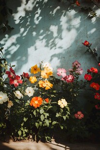 墙面蔷薇花光影