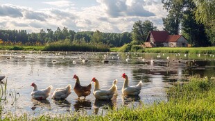 夏季河流草地鹅群
