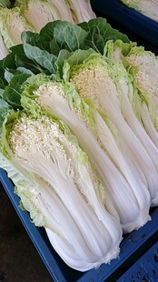 菜市场大白菜菜颗