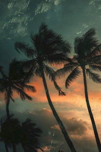 蓝天晚霞大海椰树