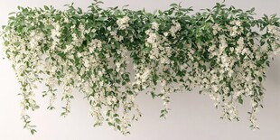 五月槐花室内装饰