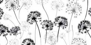 黑白菊花背景
