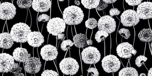 黑白菊花背景