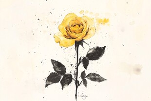 黄色玫瑰插画