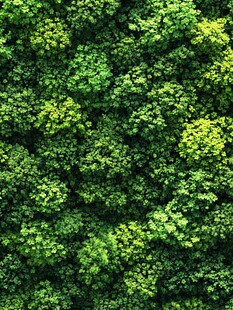 植物墙绿色植物