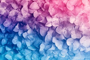 花瓣彩色绣球花