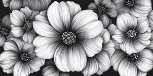 黑白菊花背景
