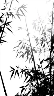 黑白竹影