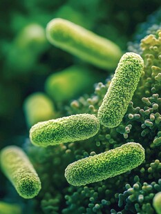 益生菌显微镜放大图