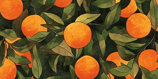 冰糖橙包装插画