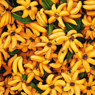 小米蕉图片小米蕉主图