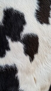皮毛地毯纹理