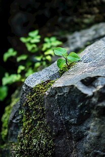 石缝里的小草
