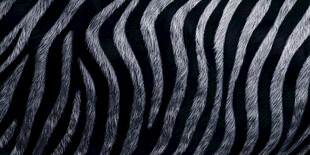 斑马皮纹