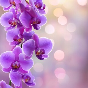 唯美粉红蝴蝶兰