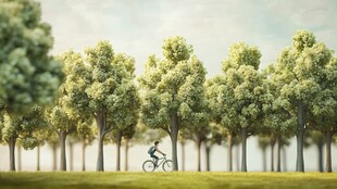 绿色骑行者 树木成荫的道路