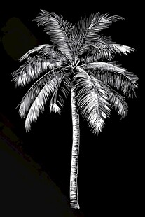 黑白棕榈树剪影