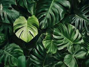 绿色热带叶子风景