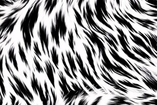 黑白动物纹理
