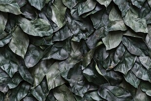 绿色树叶纹理背景