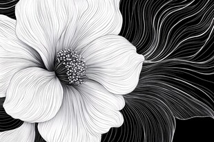 黑白花卉线条艺术