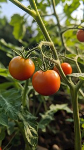 枝头上的新鲜小番茄