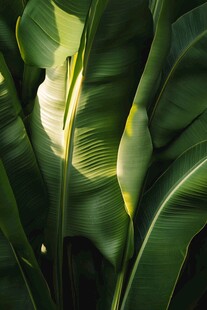 阳光下的大片翠绿芭蕉叶