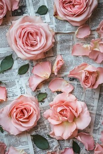 粉色玫瑰散落于旧报纸上