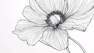 黑白线条罂粟花手绘
