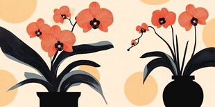 插画风橙色兰花盆栽展示