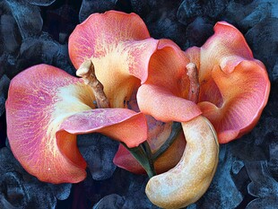 娇艳多彩的腰果花