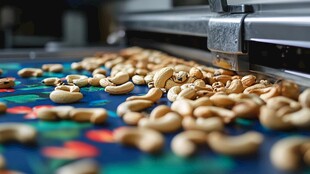 腰果在传送带上的加工场景