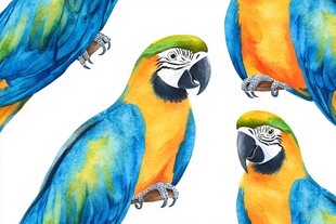 多彩鹦鹉水彩画图案