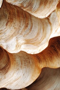 纹理独特的海螺壳细节