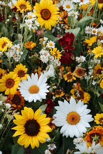 缤纷花海绽放多彩魅力