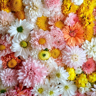 缤纷多彩花卉组合