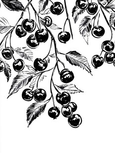 手绘樱桃枝叶黑白插画