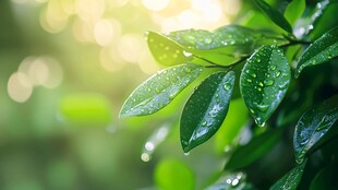 晨露中的翠绿叶片