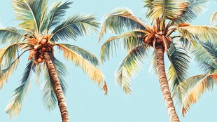 蓝天椰树 热带风情美景