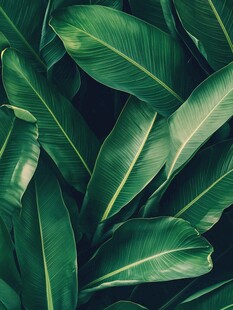 翠绿芭蕉叶纹理特写