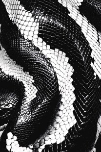 蛇皮纹理特写