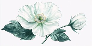 白色银莲花插画花朵特写