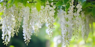 垂挂的白色藤花清新唯美