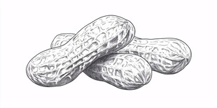 手绘花生图