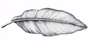 手绘单叶线条图