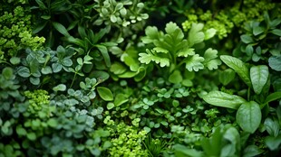 生机盎然的绿色植物景观