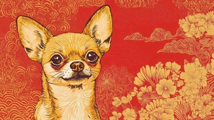 吉娃娃贺岁 喜庆国风插画