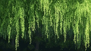 垂柳依依绿意浓